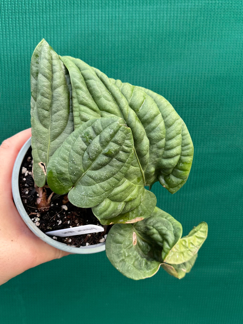 Anthurium ‘Radicans’