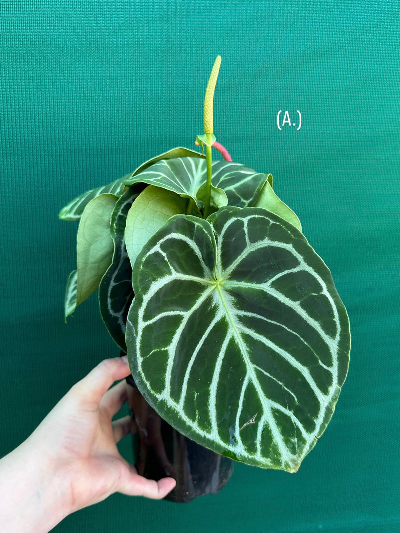Anthurium crystallinum hybrid NEW