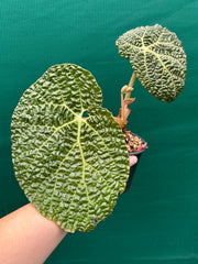 Begonia gehrtii