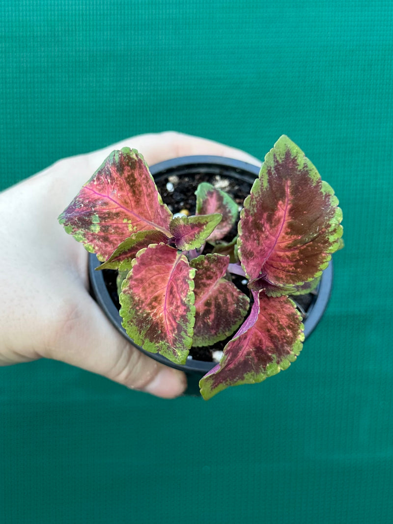 Coleus NOID 3