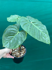 Philodendron 'Majestic' (Verrucosum x Sodiroi)