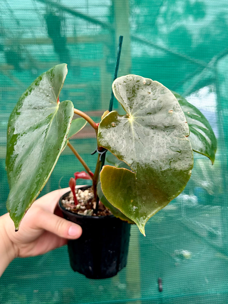 Begonia sanguinea NEW
