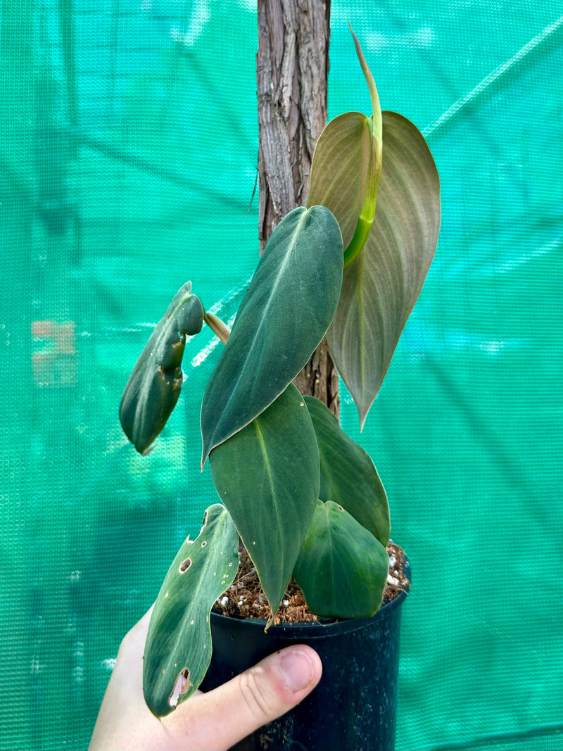 Philodendron ‘Gigas’