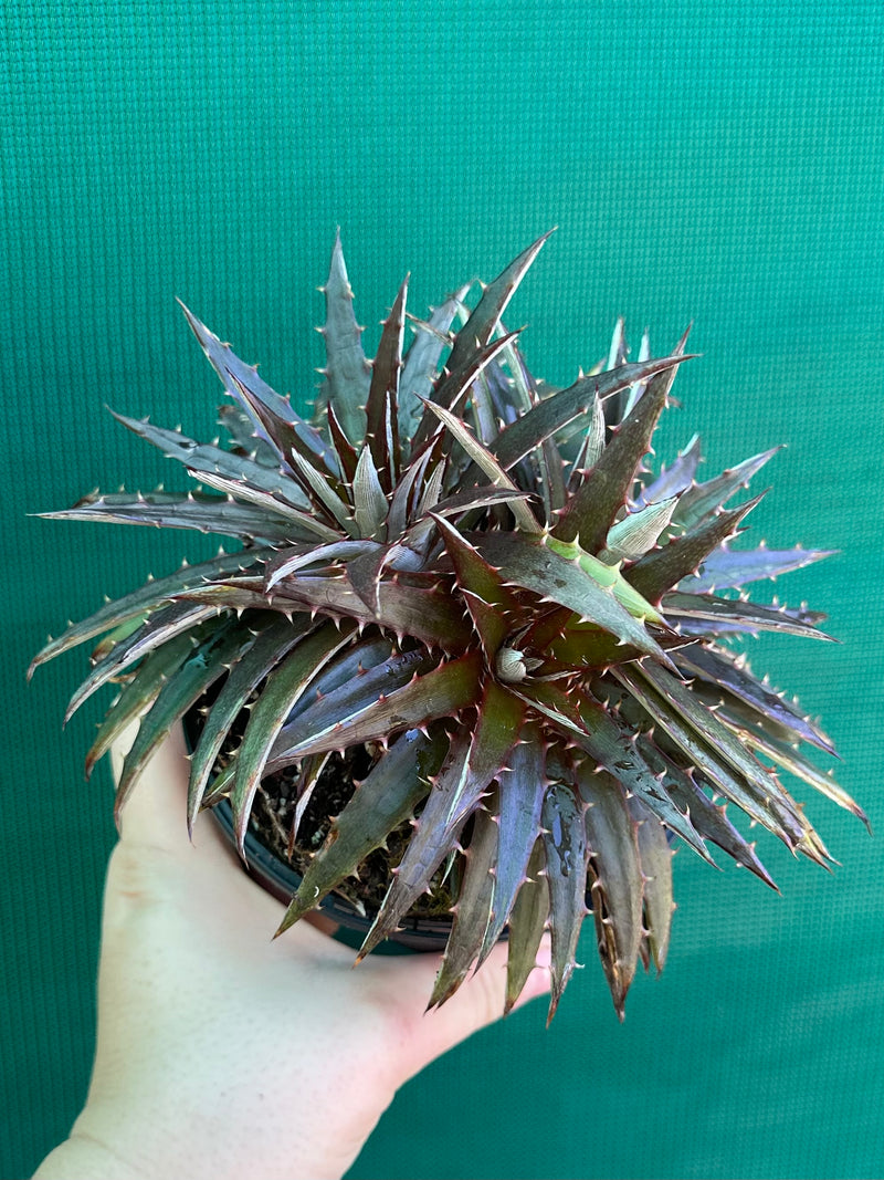 Dyckia