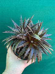 Dyckia