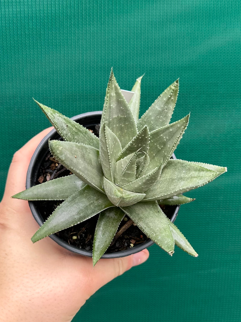 Gasteraloe ‘Gray Ghost’