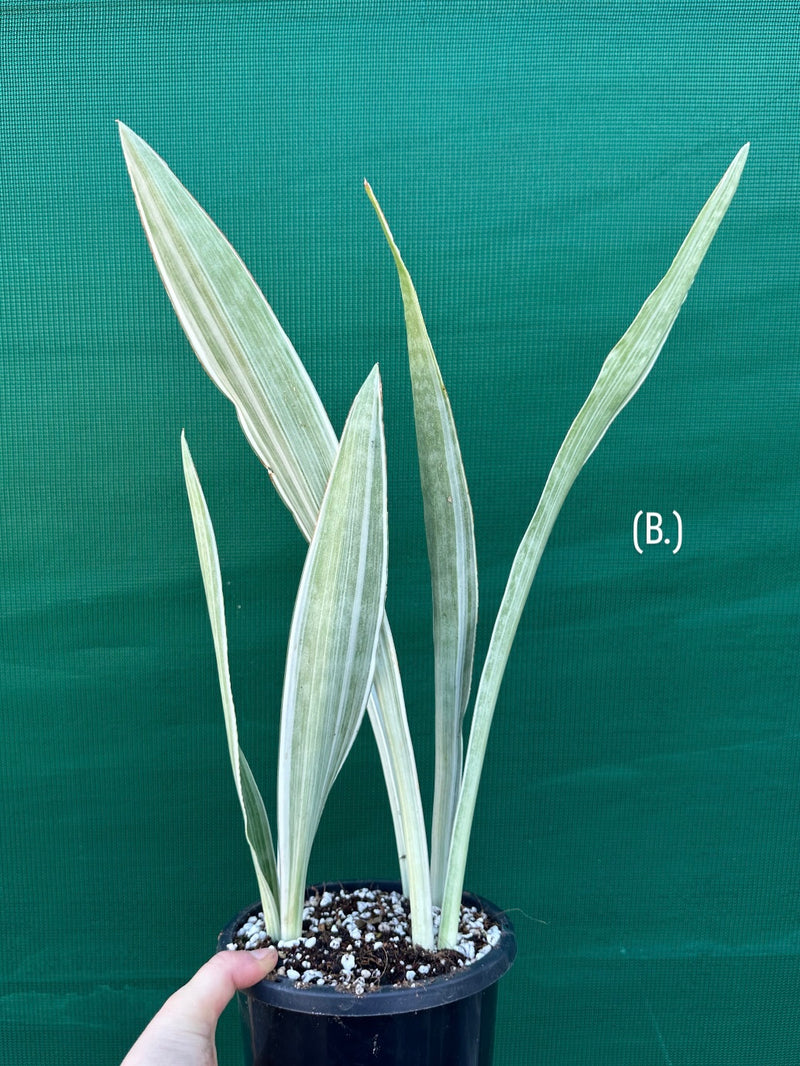 Sansevieria ‘Siam Silver’ NEW
