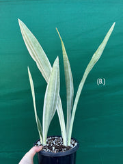 Sansevieria ‘Siam Silver’ NEW
