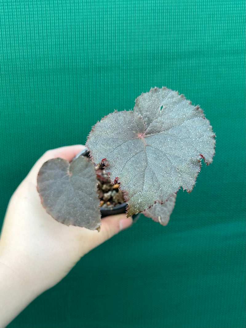 Begonia U485