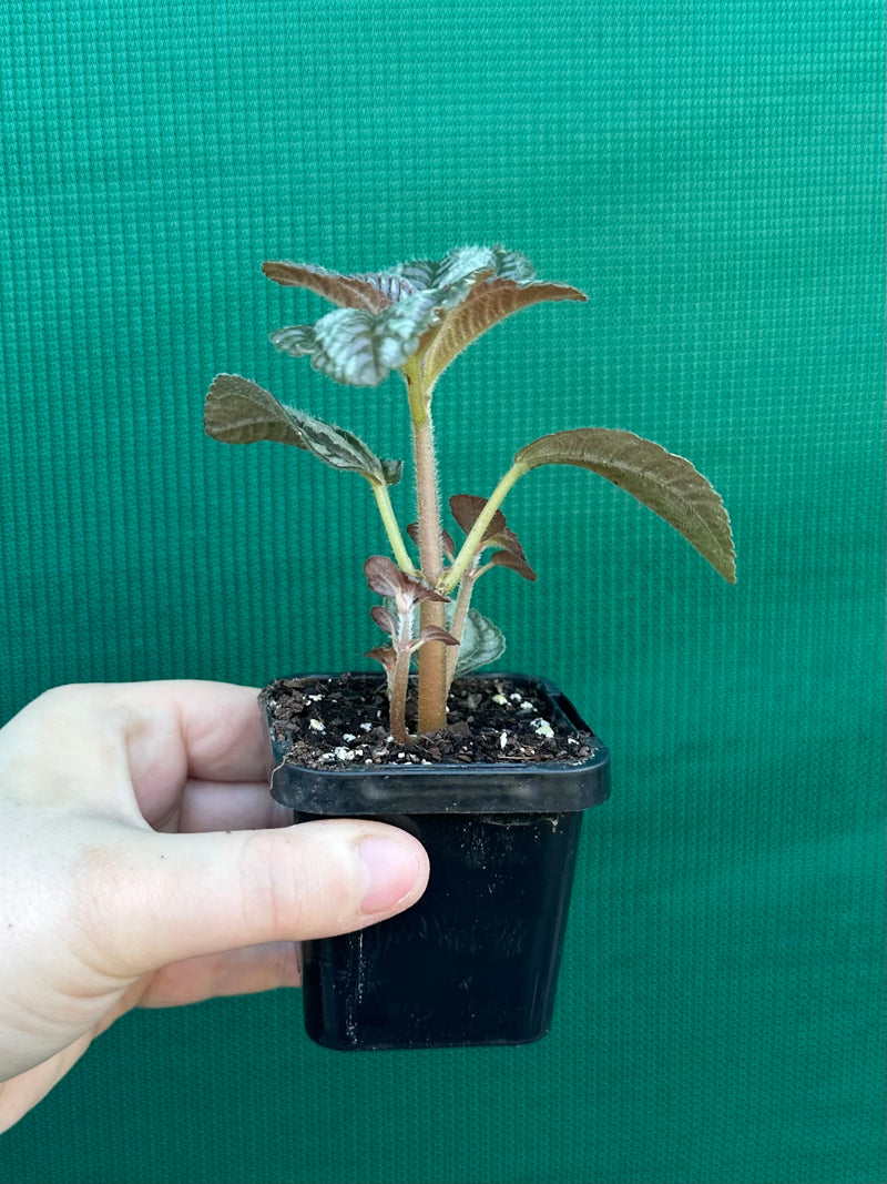 Pilea involucrata ‘Norfolk’