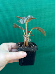 Pilea involucrata ‘Norfolk’