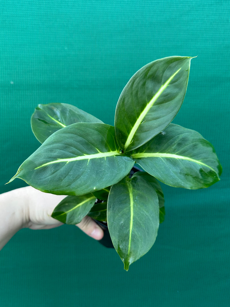 Dieffenbachia ‘Green Magic’ NEW