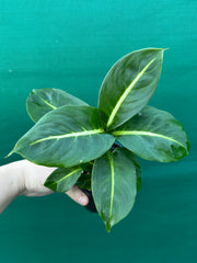 Dieffenbachia ‘Green Magic’ NEW