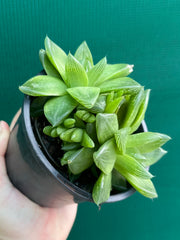 Haworthia Unknown NEW