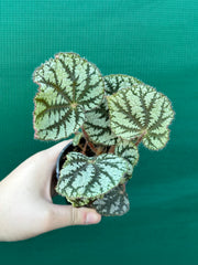 Begonia NOID (unknown Vietnam) NEW