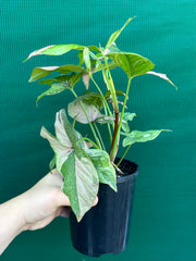 Syngonium ‘Red Spot’