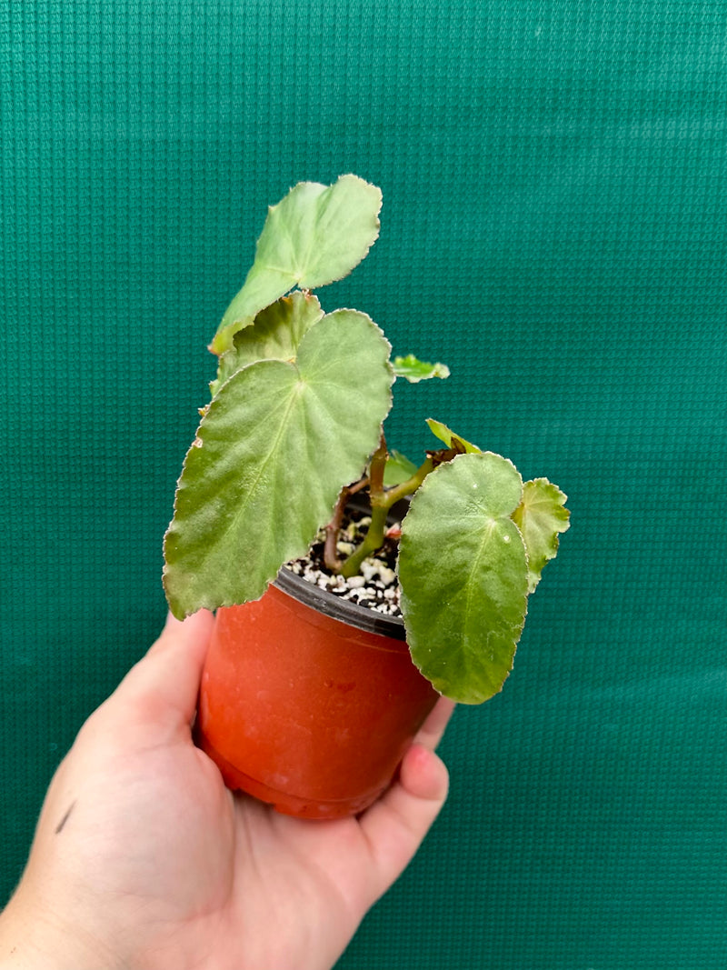 Begonia ‘Dietrichiana’
