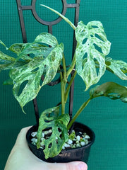 Monstera ‘Adansonii’ Mottled Variegation