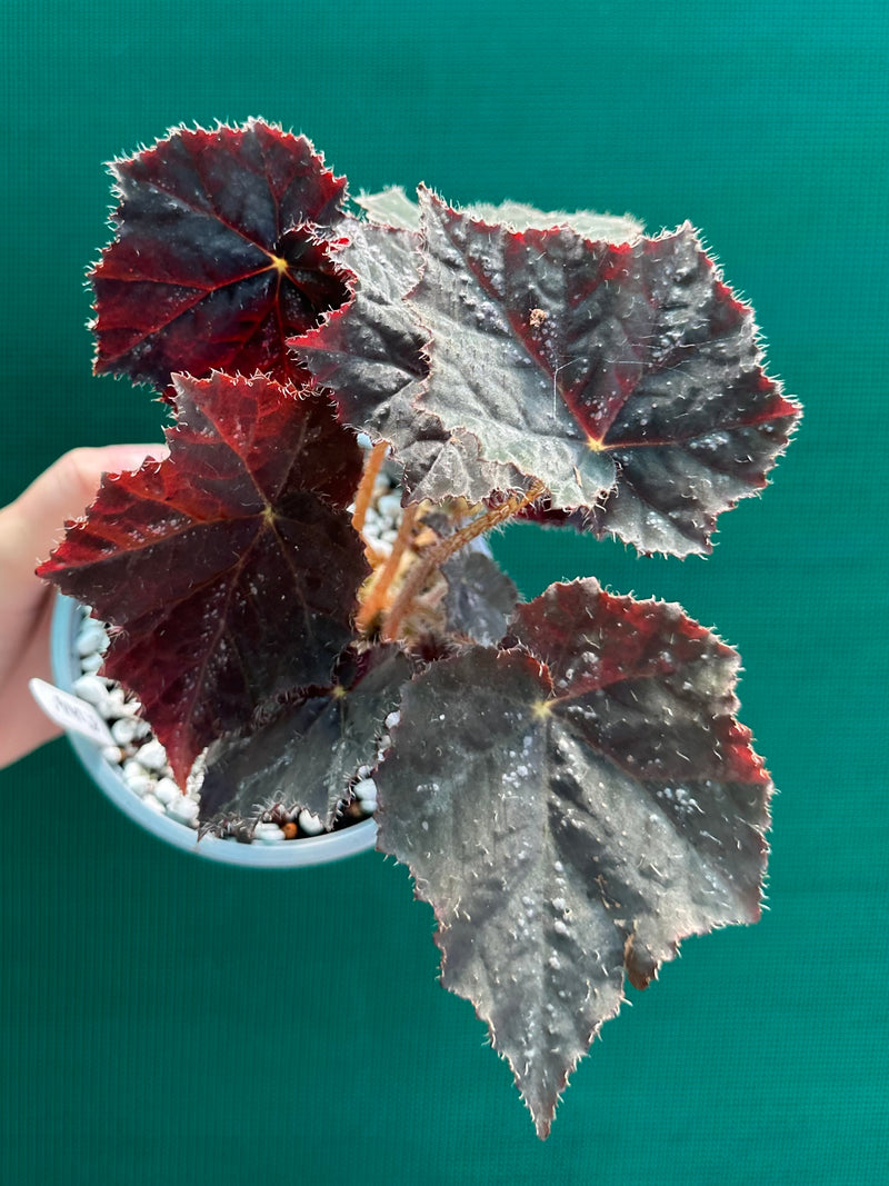 Begonia ‘Shilo’