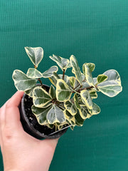 Ficus albo