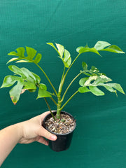 Rhaphidophora Tetrasperma Variegated