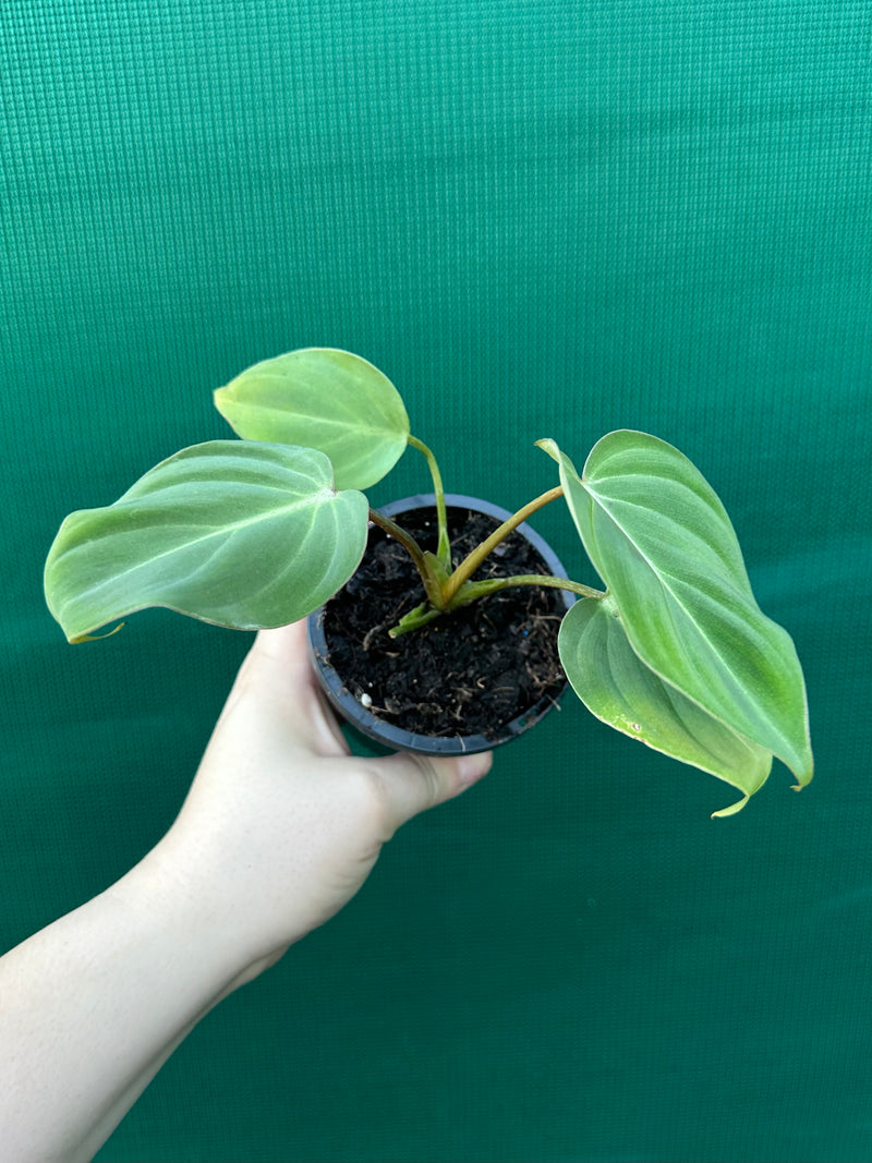 Philodendron ‘Gloriosum’