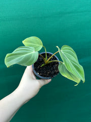 Philodendron ‘Gloriosum’