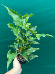 Anthurium ferrierense crisped NEW