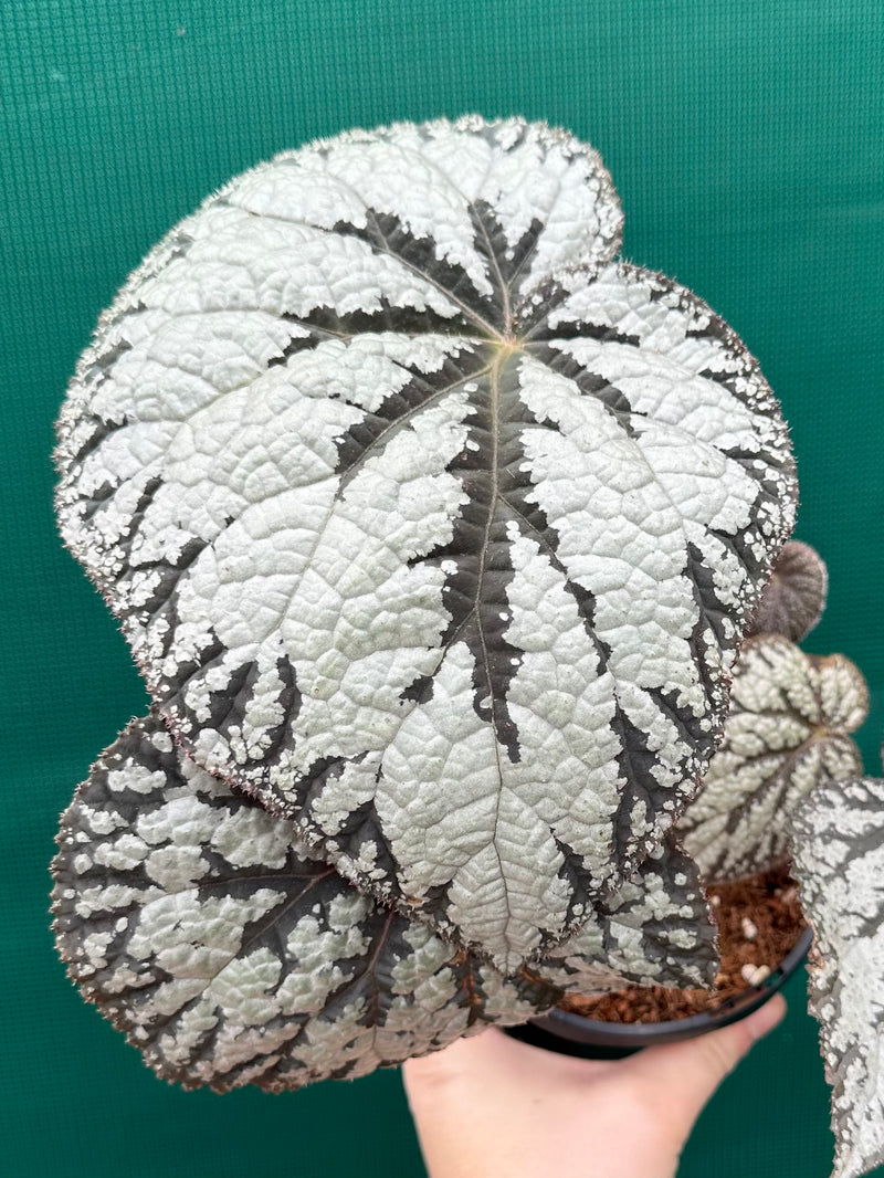 Begonia ‘Polonaise’
