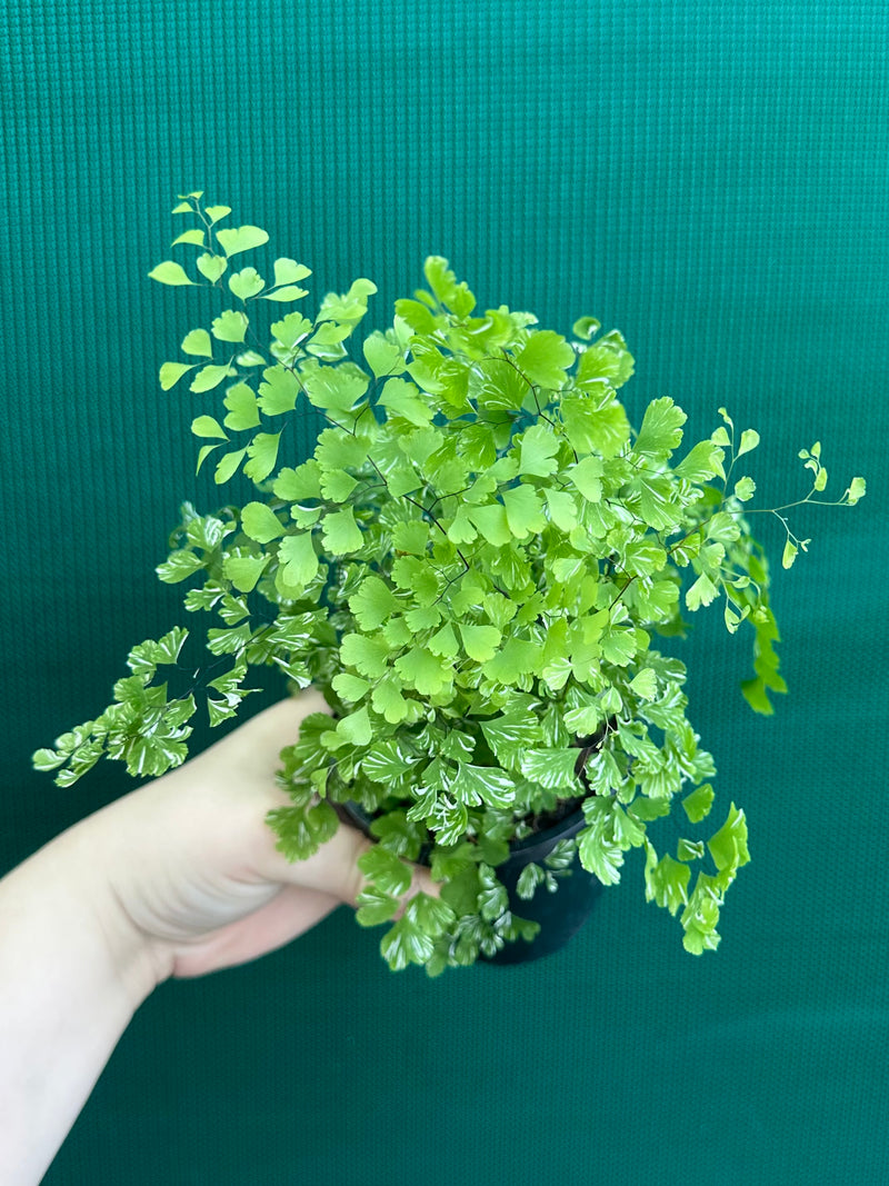 Adiantum ‘Maidenhair Fern Variegated’ NEW