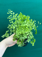 Adiantum ‘Maidenhair Fern Variegated’ NEW