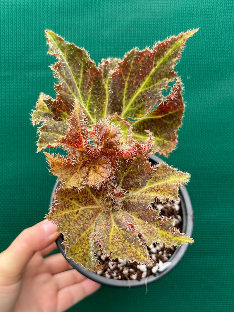 Begonia ‘Amber Lake’