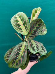 Maranta Leuconeura NEW