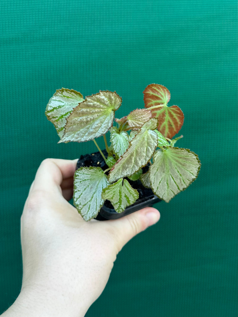 Begonia NOID NEW
