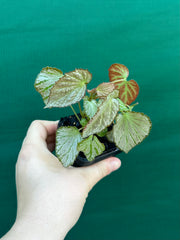 Begonia NOID NEW