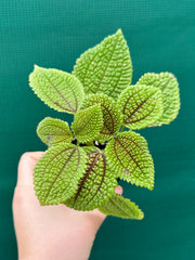 Pilea involucrata