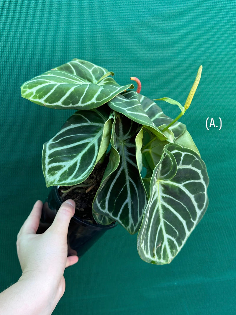 Anthurium crystallinum hybrid NEW