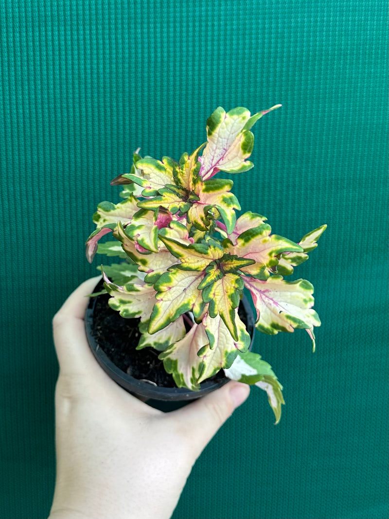 Coleus NOID 7