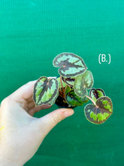 Begonia Dinhdui