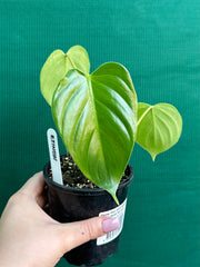 Philodendron ‘Eximium’