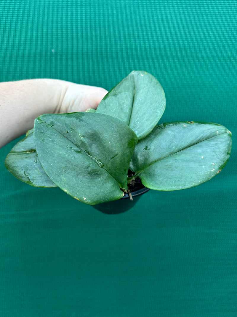 Schindapsus Treubii Moonlight Jade