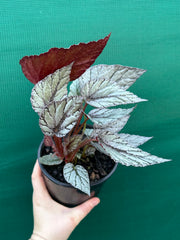 Begonia ‘Glacier’