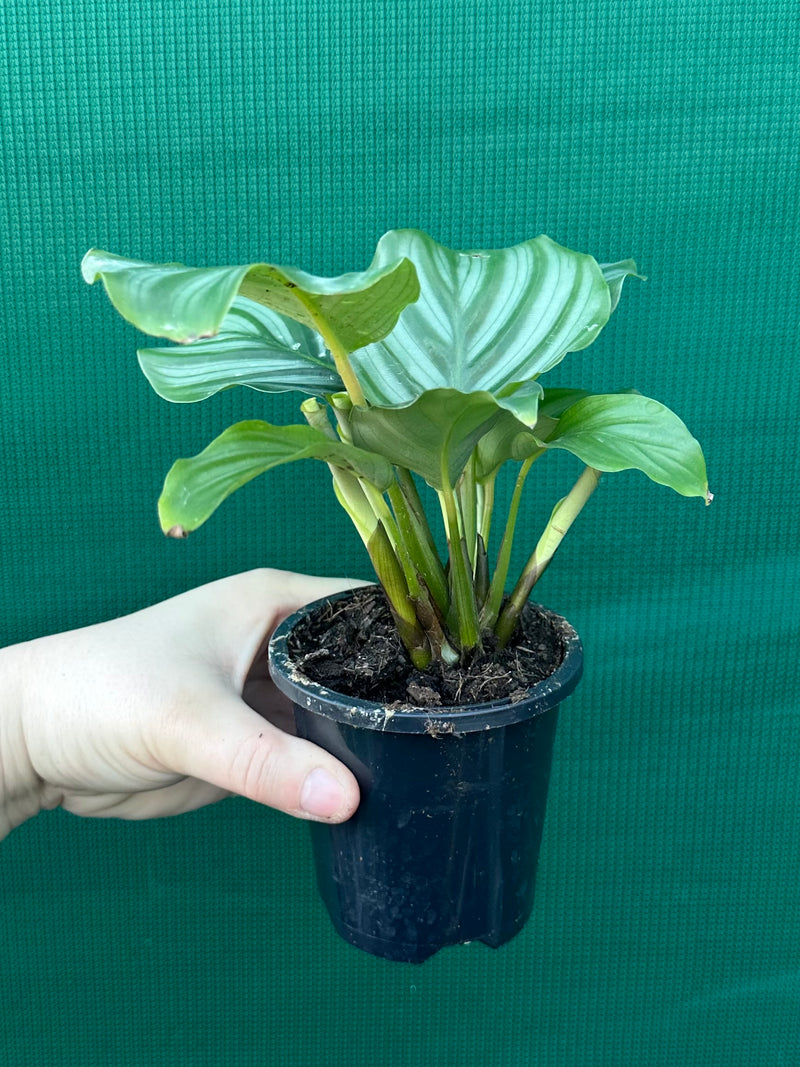 Calathea ‘Orbifolia’