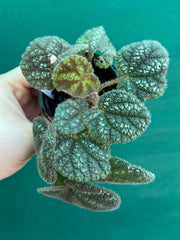 Begonia kui