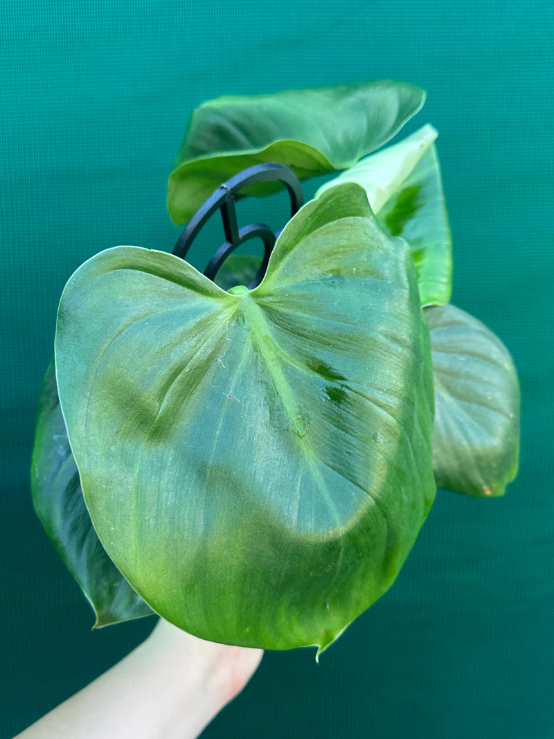 Philodendron grazieiae