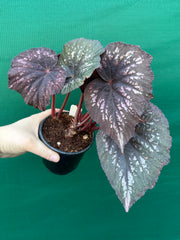 Begonia ‘Annan Storm’ NEW