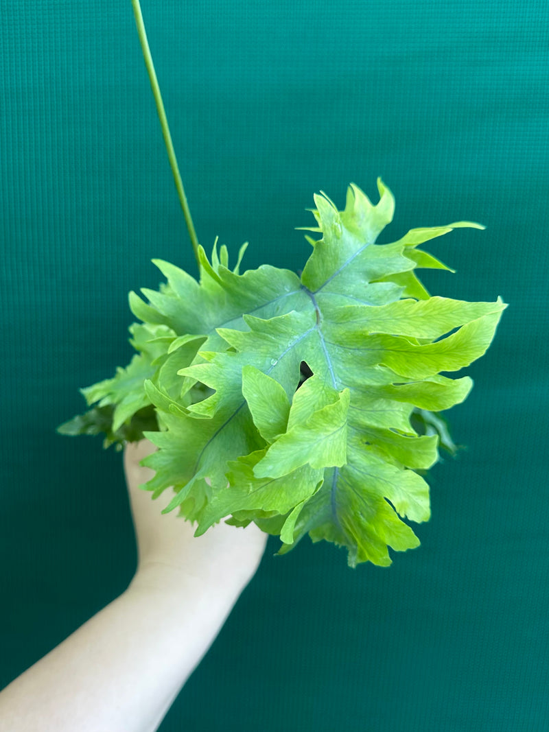 Phlebodium Aureum 'Davana’