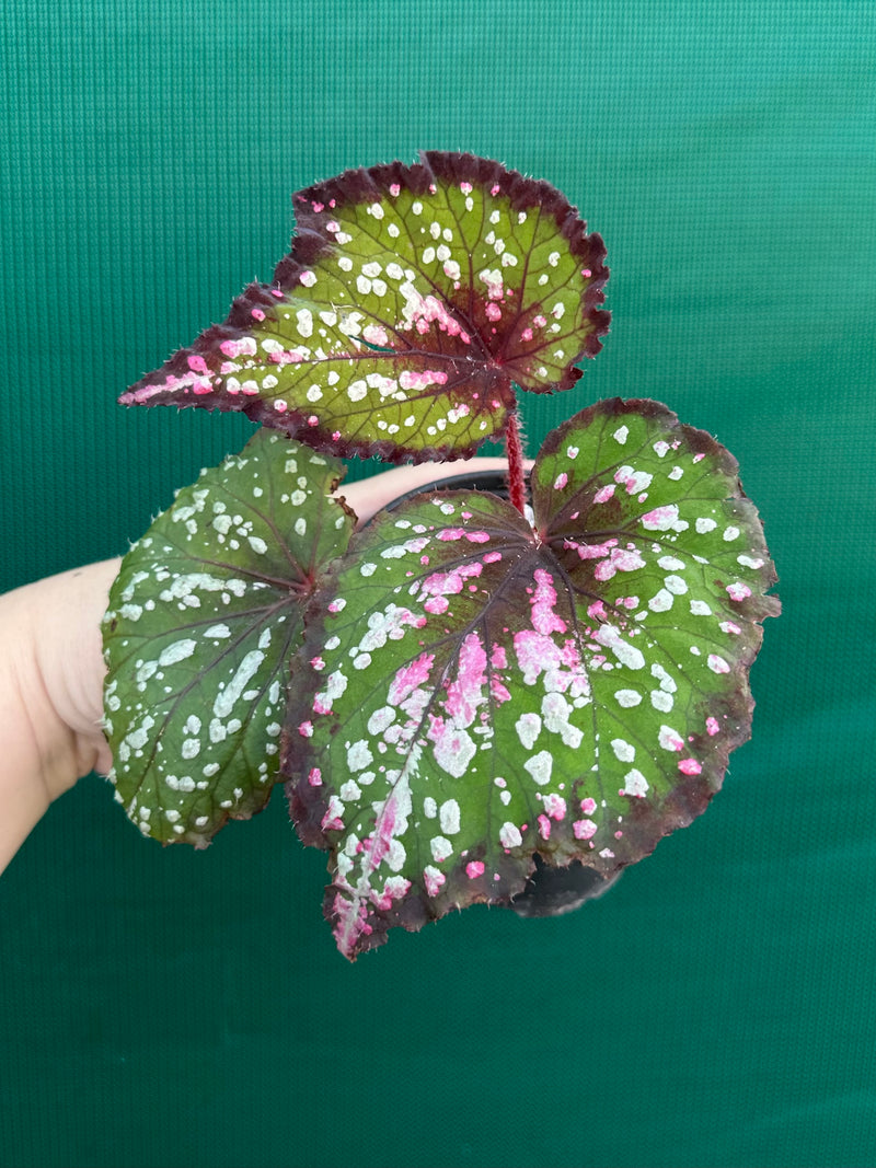 Begonia NOID 3 NEW