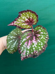 Begonia NOID 3 NEW