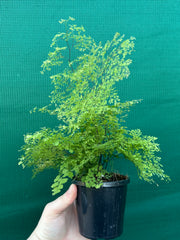 Adiantum unknown NEW